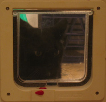 The new cat flap goes in the door between those two rooms, and makes the 