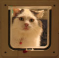 Gracie and the new cat door