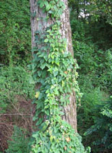 Mystery Plant 2