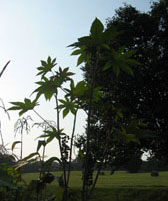 Mystery Plant 3