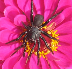 Spider in the center of a flower