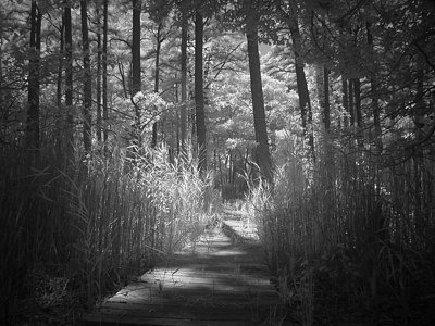 Path in the forest, in infrared