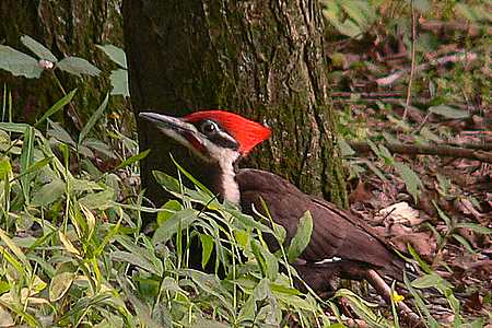 2006-06-17-Townsend-0029.JPG
