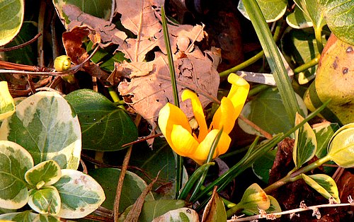 2007-02-10-Crocus-0004.jpg