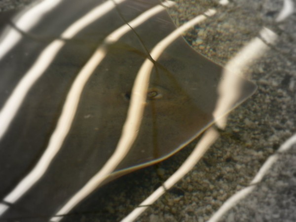 Stingray at the Chattanooga Aquarium