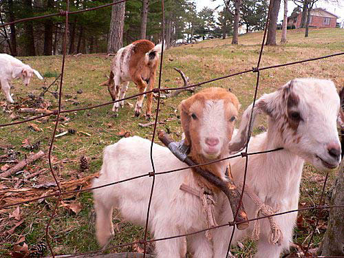 2007-03-17-Birthday-Gatlinburg-0175.JPG