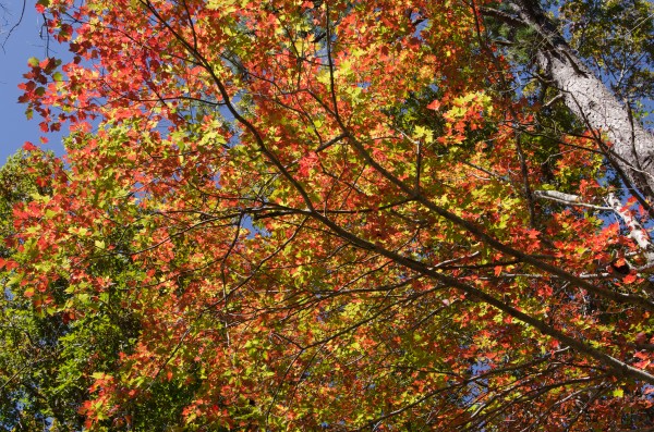 20111016CadesCove4101
