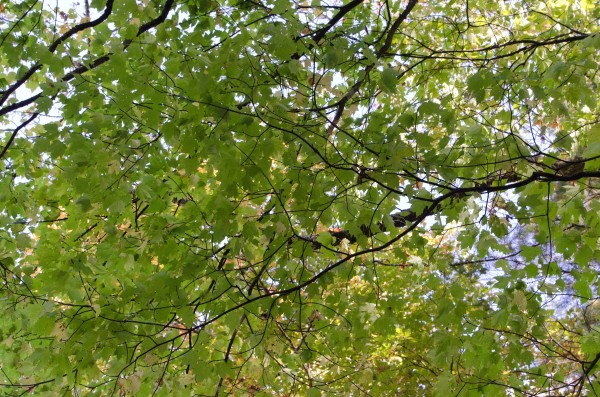 20111016CadesCove4145