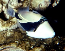 D8H2D0880_preview.jpg