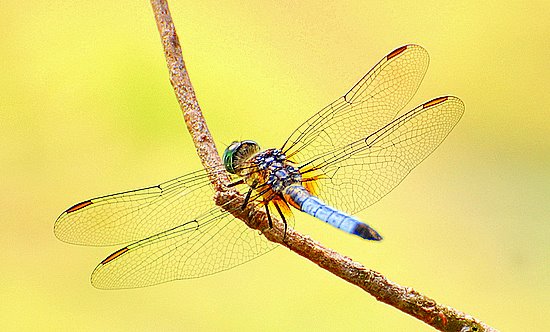 DSC_1305-2.JPG