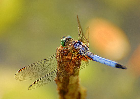 DSC_1316-2.JPG