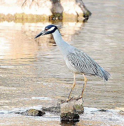 DSC_1658.JPG