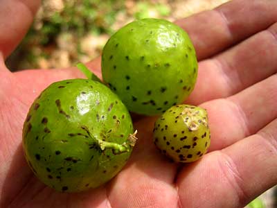 Oak Tree Galls