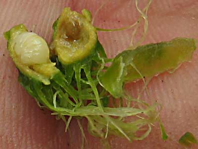 Smokies-Oak-Apple-Gall-0007.jpg