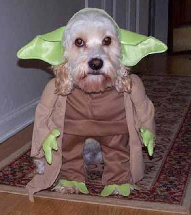 http://www.lesjones.com/www/images/posts/dogyoda.jpg