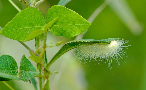 Caterpillar Edited in Adobe Lightroom 3 Caterpillar Edited in Adobe Lightroom 3