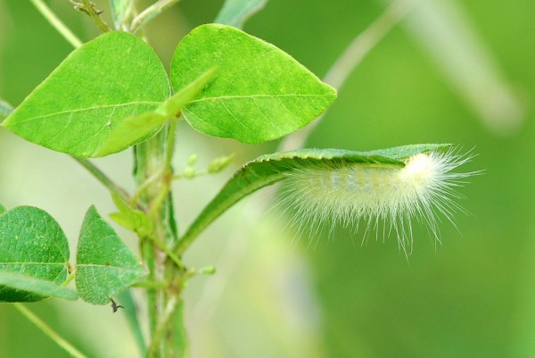 Caterpillar Edited in Picasa Caterpillar Edited in Picasa