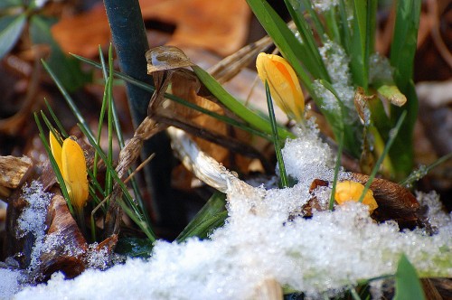 Crocuses
