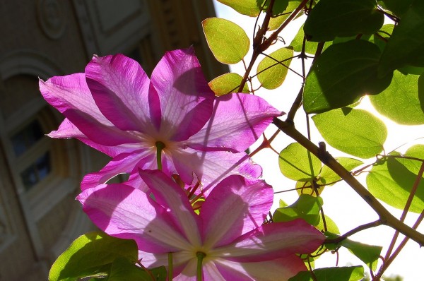 Passion flower