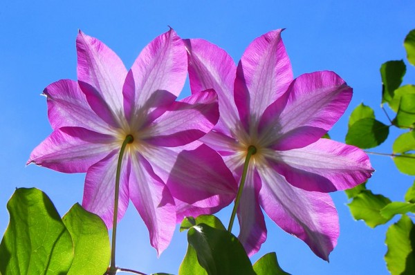 Passionflower