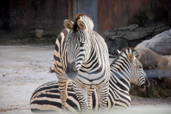 Zebras, Knoxville Zoo