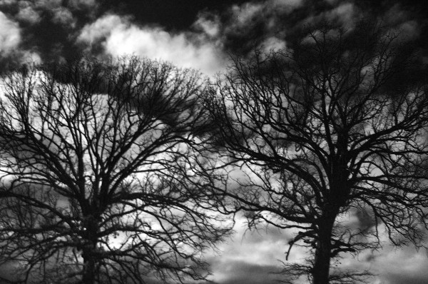 Infrared Trees and Sky