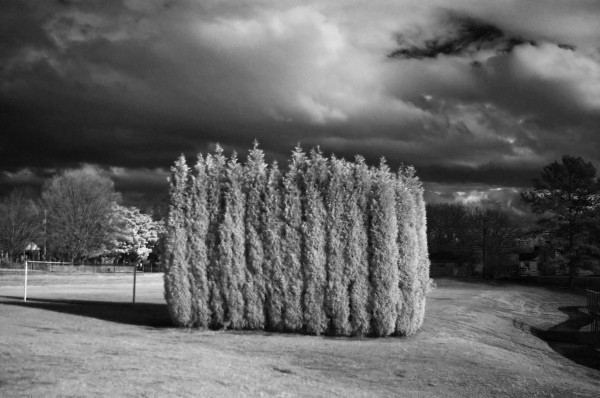 Infrared Leyland Cypresses