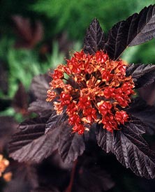 ninebarkseeds_july.jpg