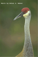 sandhillcrane.gif