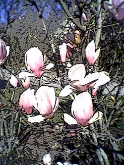 saucer-magnolia-posteredges.jpg