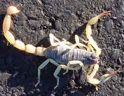 scorpion.jpg