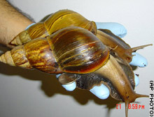story.snail.giant.ap.jpg