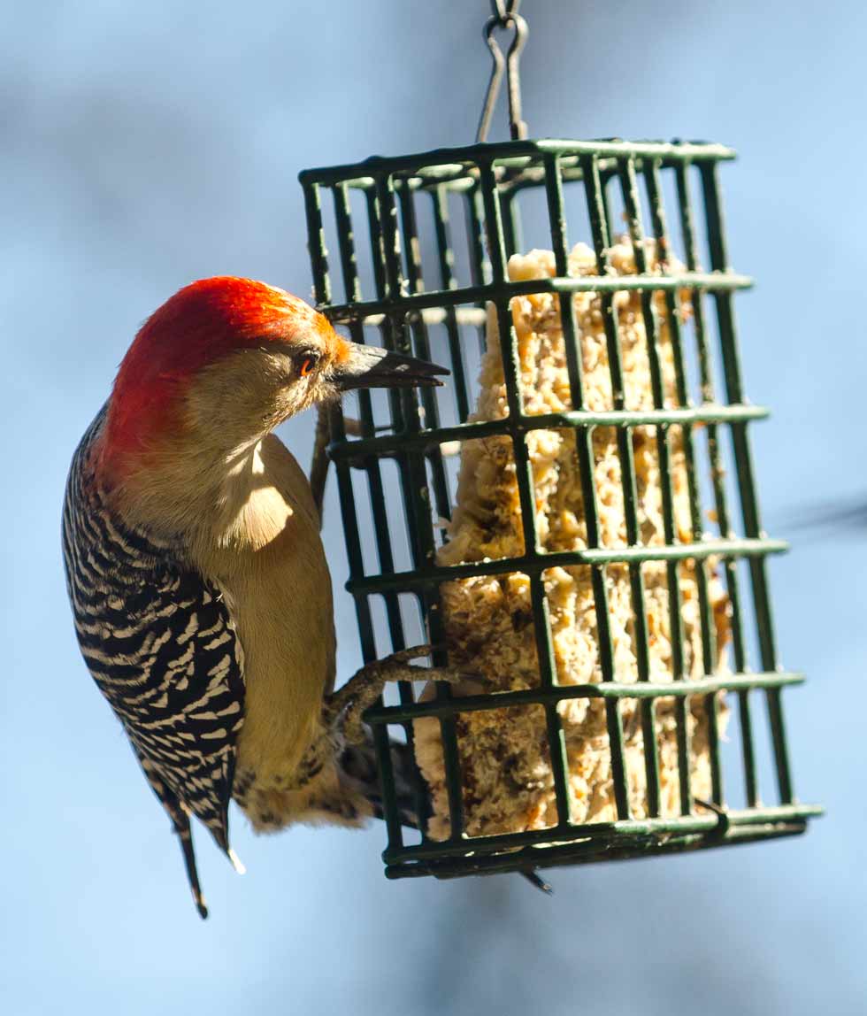 Male Red-Bellied Woodpecker (C) Les Jones