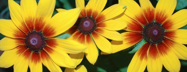 yellow-flowers-wide