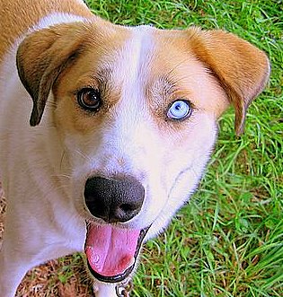 Heterochromia Iridium,keindahan Dua Warna Mata Yang Berbeda [ www.BlogApaAja.com ]